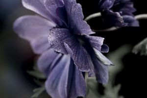 Soft Washing Service Experts Decatur Metro